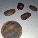 Figure 4 Serianthes nelsonii seeds
