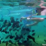 Figure 4 Tourists Feeding Fish
