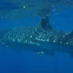 Figure 4 Whale Shark