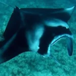 Figure 5 Manta Ray