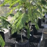 Figure 5 Serianthes nelsonii in nursery