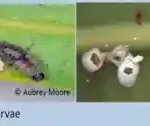 Figure 5 larvae and adult