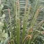 Figure 6 Damage to Cycas