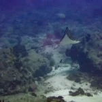 Figure 6 Ocellated Eagle Ray