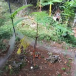 Figure 6 Serianthes nelsonii