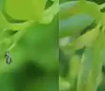 Figure 7 The Asian Citrus Psyllid