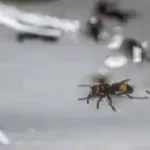 Figure 8 Adult Greater Banded Hornet
