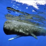 Figure 8 Sperm Whale Near Surface