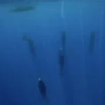 Figure 9 Sperm Whales Sleeping