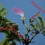 Guam Tree: Håyun Lågu Figure 3