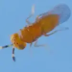 Insect Invasion Featured Image