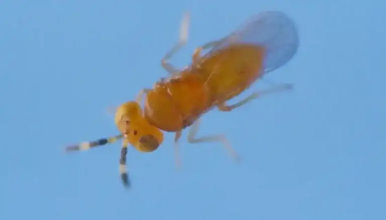 Insect Invasion Featured Image