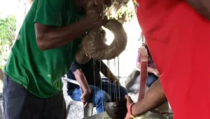 Kava Featured Image