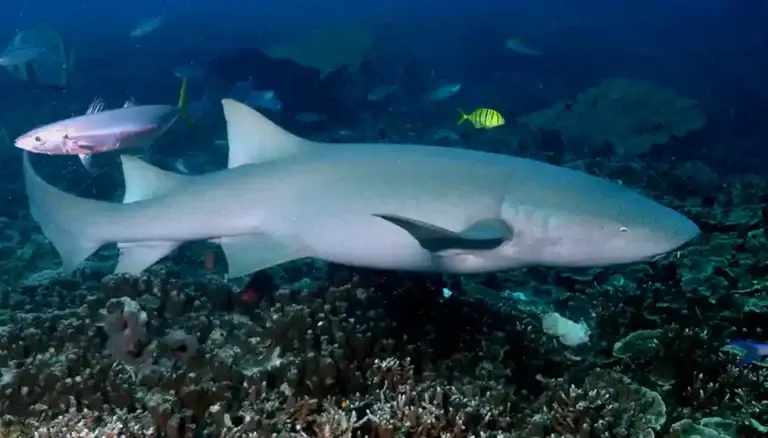 Nurse Shark