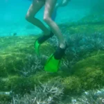 Figure 2 Young Snorkeler