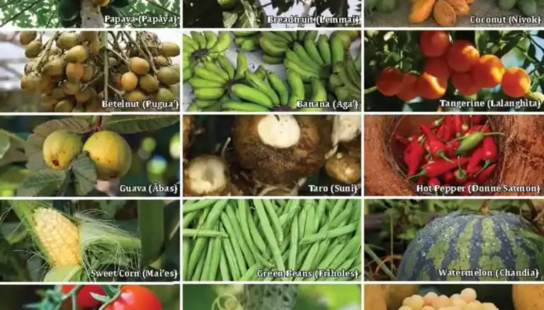 Vegetables and Fruits Featured Image