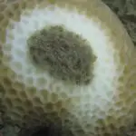Figure 1 Ailing Coral
