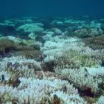 Figure 2 Bleached Coral