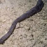 Figure 2 Holothuria leucospilota