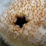Figure 4 Bohadschia koellikeri Anus