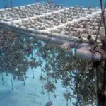 Figure 8 Coral Tables