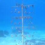Figure 9 Coral Trees
