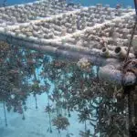 Restoring Guam’s Coral Reefs Figure 8