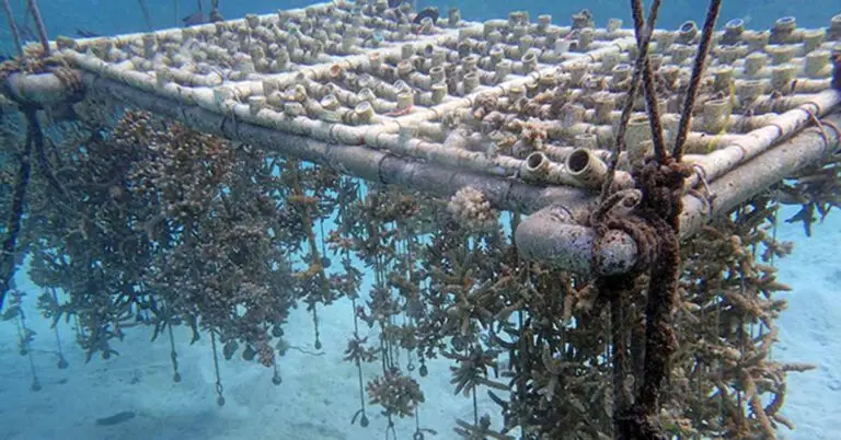 Restoring Guam’s Coral Reefs-Featured Image
