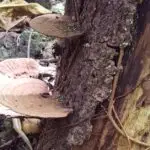 Fungus in Guam's Forests Figure 1. Conks (fungal bodies) of Ganoderma sp. shown on the butt of a tree. (Photo Credit: Meghan Borja).