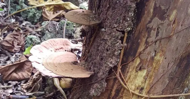 Borja entry, Fungus in Guam's Forests