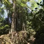 Figure 3 Nunu Tree