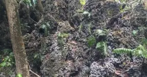 Limestone Forest-Featured Image