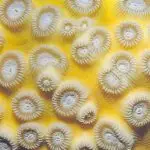 Figure 4. Intratentacular coral budding, a form of sexual reproduction, where an individual polyp divides into two separate individuals. Photo by L. Raymundo, used with permission. Featured Image