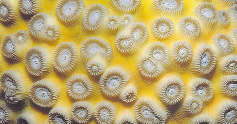 Coral Reefs: Essential Ecosystems-Featured Image