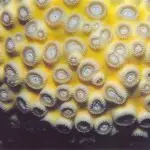 figure 4 Intratentacular Coral Budding