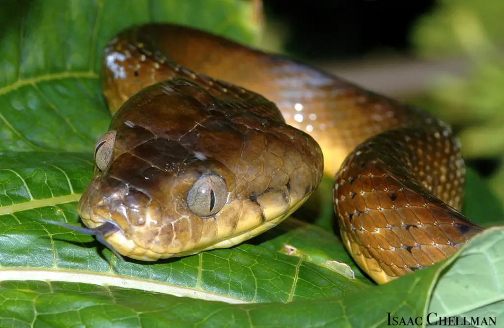 0148-IC-01-Brown-Treesnake-Head - Guampedia