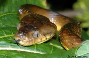 0148-IC-01-Brown-Treesnake-Head - Guampedia