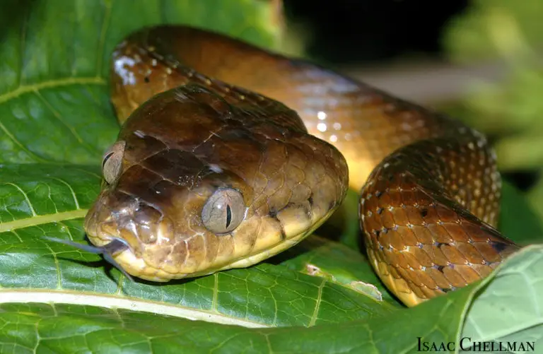 Brown Treesnake. Photo by Isaac Chellman.