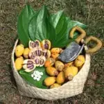 Woven guafak basket containing pugua (some cut) with afok balls, pupulu, and tieras pugua. Mamå'on basket arrangement by James Bamba, 2016. Guampedia photo.