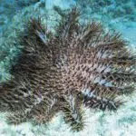 Crown of Thorns