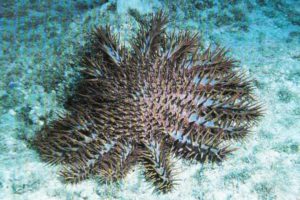Crown of Thorns