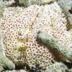 Flowery Urchin, Lå’on