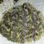 Shortspine Urchin, Lå’on