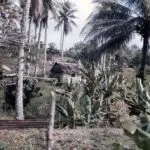A Thatched Roof