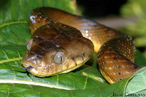Brown Treesnake