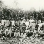 Sugarcane Farmers, Saipan