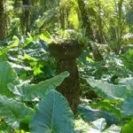 Guams Environment Haputo Latte 028