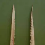 Use of Human Bones ASPEARPT