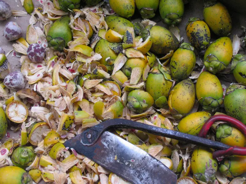 betel nut