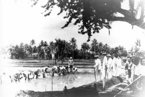 Chamorros in rice paddies observed by Japanese administration.
